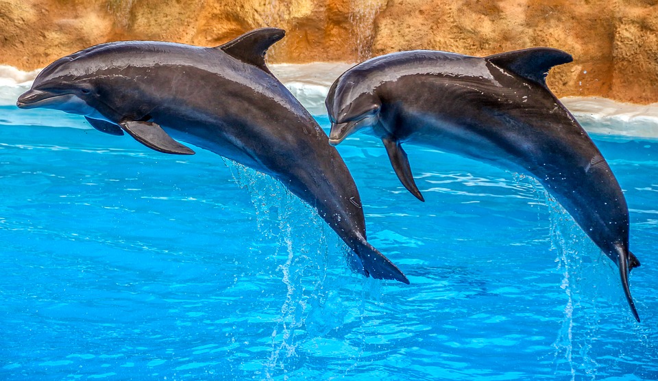 GOLFINHOS, LEÕES, LOBOS OU URSOS - Os golfinhos têm impulso de sono baixo.