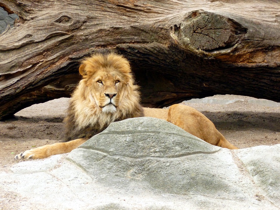 GOLFINHOS, LEÕES, LOBOS OU URSOS - Os leões têm impulso de sono médio.