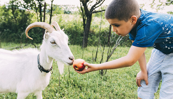 CAPRICÓRNIO E SEUS ASCENDENTES - A imagem mostra um menino alimentando uma cabra.
Gosto de me relacionar com todos!
