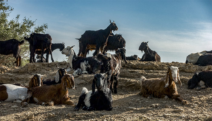 CAPRICÓRNIO E SEUS ASCENDENTES - A imagem mostra uma reunião familiar entre as cabras. A família em primeiro lugar!