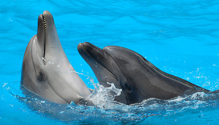 O SIGNO DE PEIXES E SEUS ASCENDENTES - A imagem mostra dois golfinhos muito carinhosos. Por isso a legenda: