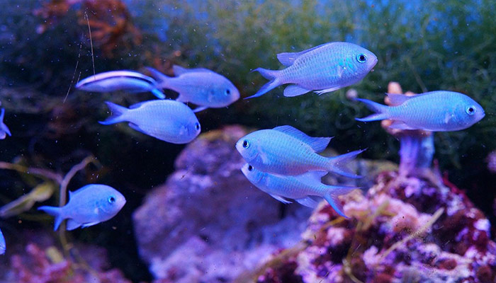 O SIGNO DE PEIXES E SEUS ASCENDENTES - A imagem mostra um grupo de peixes da mesma espécie: Dai a legenda: Antes, bem acompanhado do que só!
