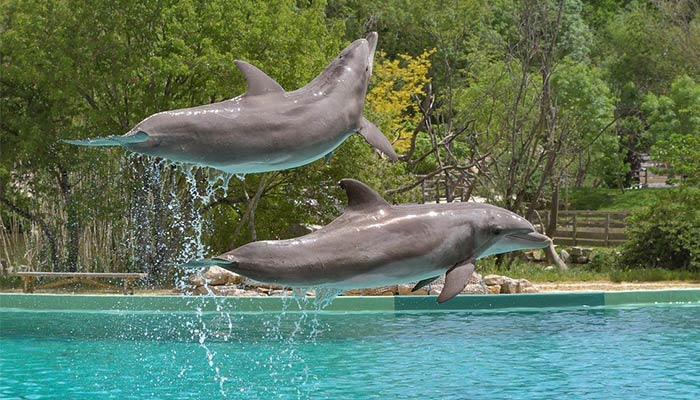 O SIGNO DE PEIXES E SEUS ASCENDENTES - A imagem mostra dois golfinhos fazendo uma evolução em conjunto. Daí a legenda: Faz tudo com perfeição. Até as coisa mais difíceis!